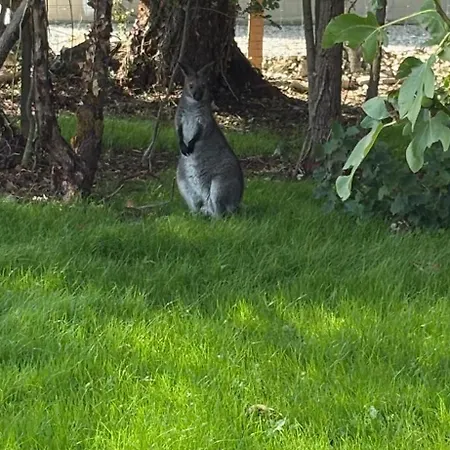 Bulle Etoilée * Asnières-la-Giraud