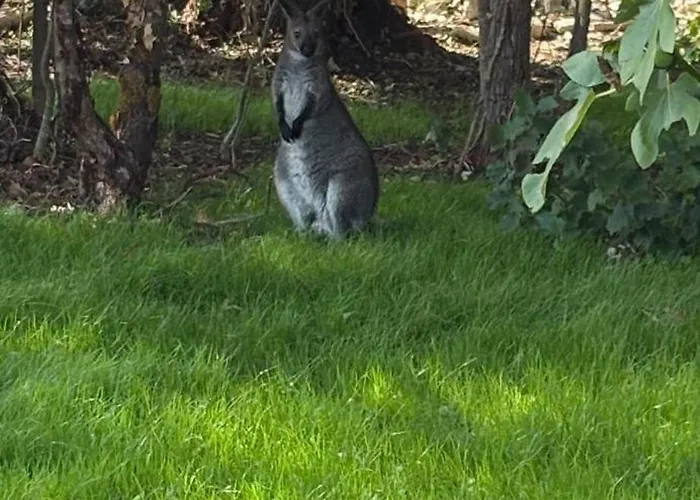 Bulle Etoilee * Asnières-la-Giraud